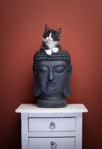 可爱缅因猫幼崽在佛头雕塑内图片下载