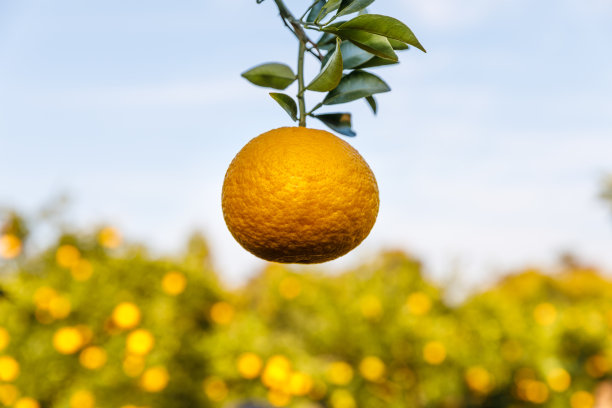 花园里的橘子图片下载