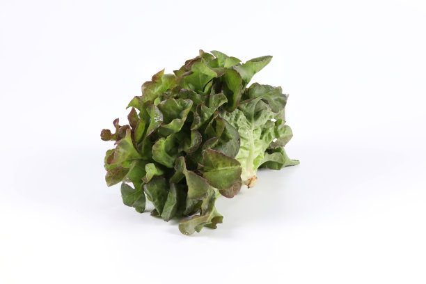 新鲜的红橡木生菜孤立在白色背景。图片下载