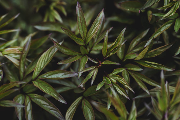 背景图像为绿色。自然、环保的自然背景。绿叶的质地文本空格的副本。图片下载