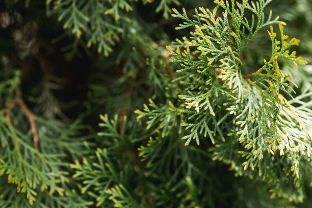 背景图像为绿色。自然、环保的自然背景。绿叶的质地文本空格的副本。图片下载