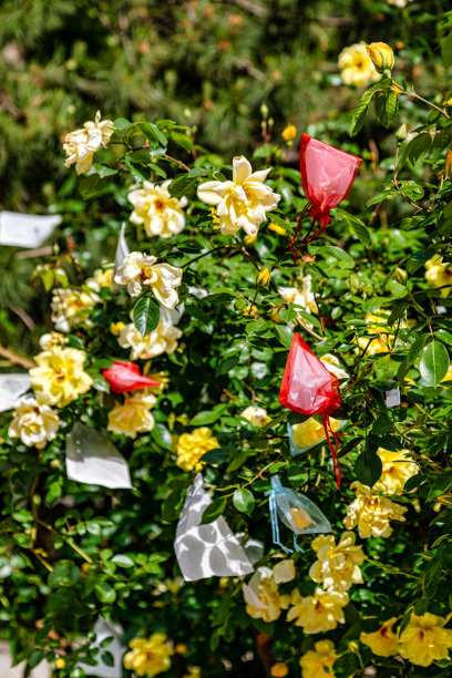 不同颜色的花图片下载