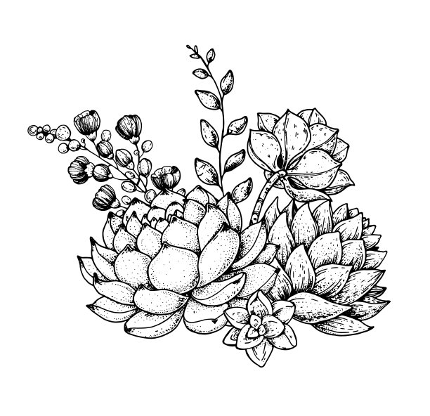 多汁的素描作品。手绘矢量插图。植物的草图。纹身的打印。插图t恤印刷，织物，贺卡，婚礼邀请和其他用途。图片下载