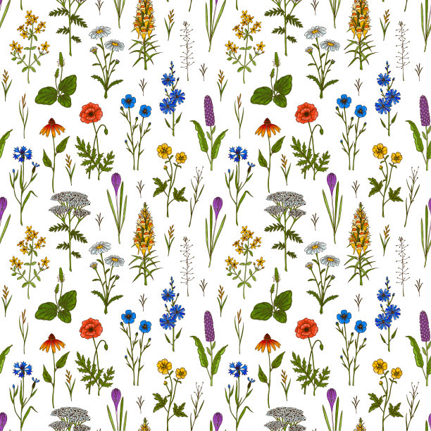 夏季草甸花朵无缝图案。彩色手绘矢量插图。植物设计图片下载