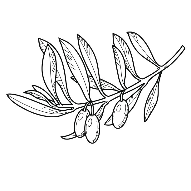 橄榄枝与浆果和叶子，单色植物学插图包装橄榄和橄榄油图片下载