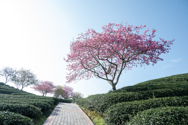 茶园里一棵樱桃树的特写图片下载