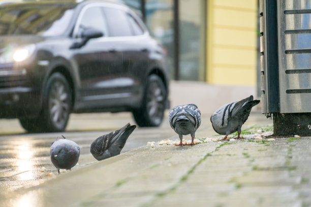 城市鸽子在人行道上觅食图片下载