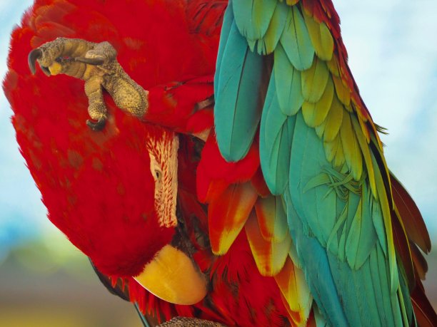 红金刚鹦鹉图片下载