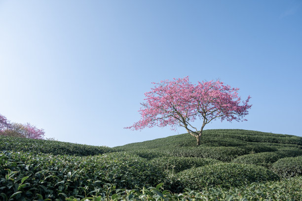 在中国福建漳平，一棵独立于绿茶茶园的粉红色樱桃树图片下载