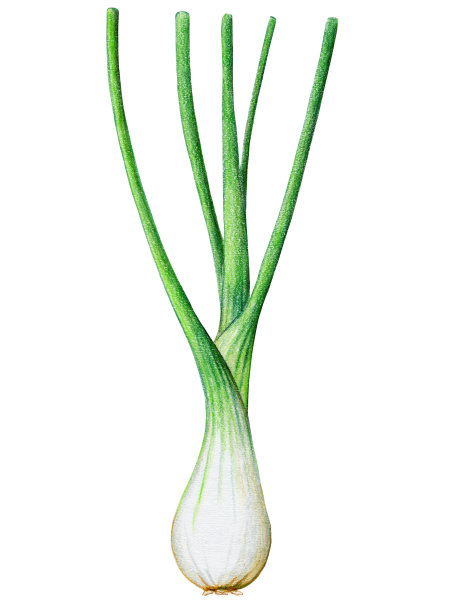 成熟的青葱，植物学插图孤立在白色背景，手绘，彩色铅笔图片下载