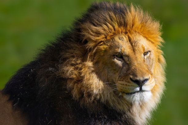 狮头的特写图片下载