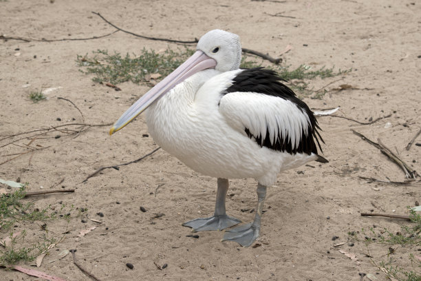 鹈鹕是一种黑白相间的海鸟图片下载