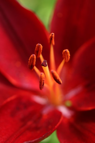 深红色微光图片下载