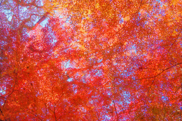 秋天的落叶图片下载