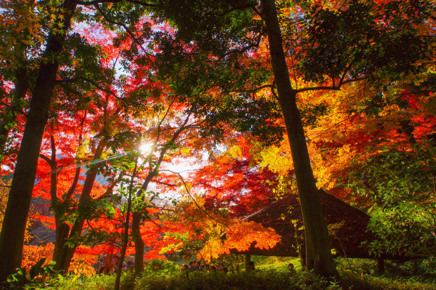 秋天的落叶图片下载