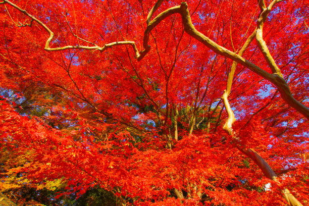 秋天的落叶图片下载