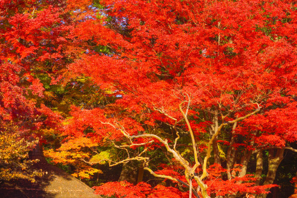 秋天的落叶图片下载