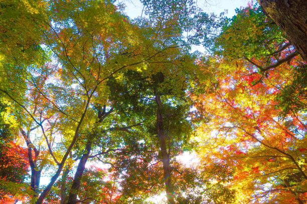 秋天的落叶图片下载