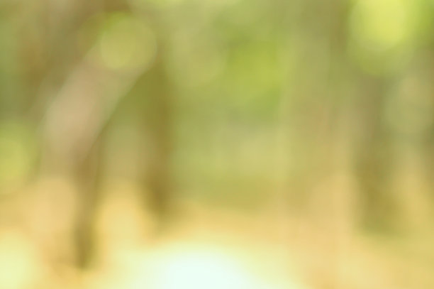 摘要模糊的黄绿色背景。森林里的树叶。的背景图片。图片下载