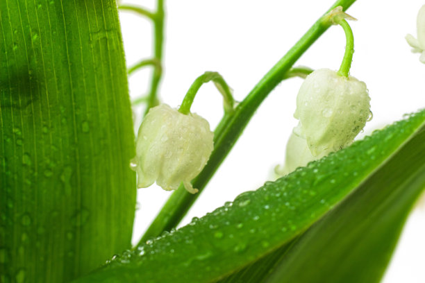 百合谷花微距照片。铃兰也被称为美国铃兰的山谷，五月钟，圣母的眼泪，和玛丽的眼泪接近。春天盛开的鲜花图片下载