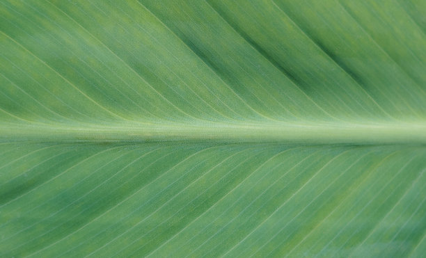 新鲜的绿叶纹理背景。图片下载