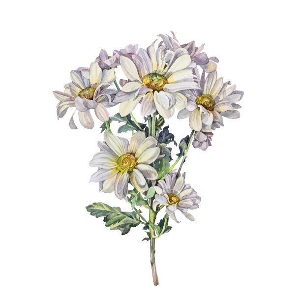 水彩菊花菊花洋甘菊与绿叶孤立在白色背景。手绘夏季开花花店花。剪纸为庆祝婚礼包装纺织品，着色书图片下载