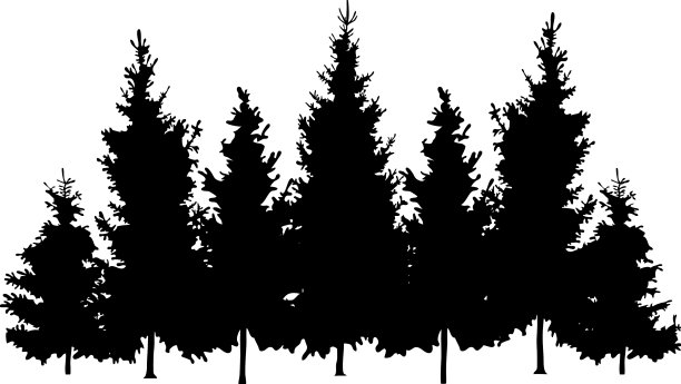 森林杉树的剪影图片下载