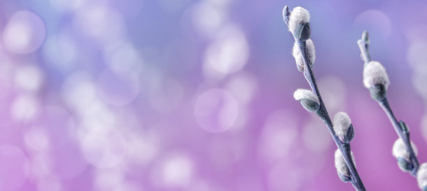 小猫柳枝上的柳絮图片下载