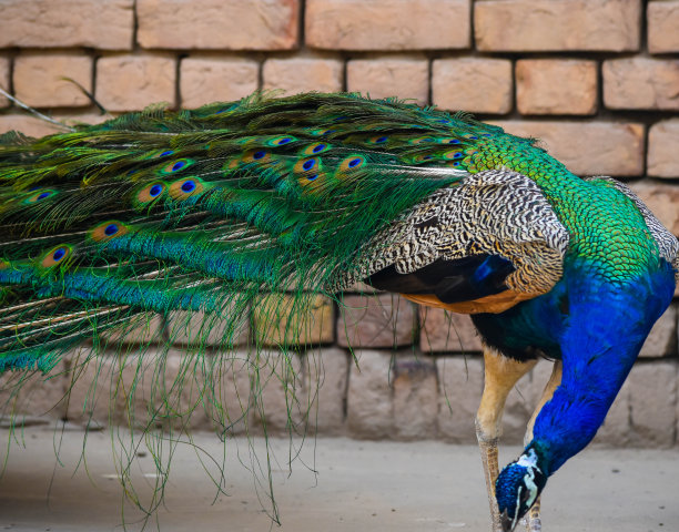 以孔雀为背景，让自己与众不同图片下载