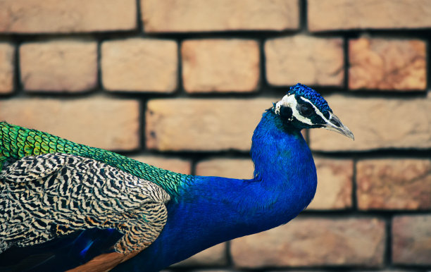 一只值得欣赏的美丽的鸟图片下载