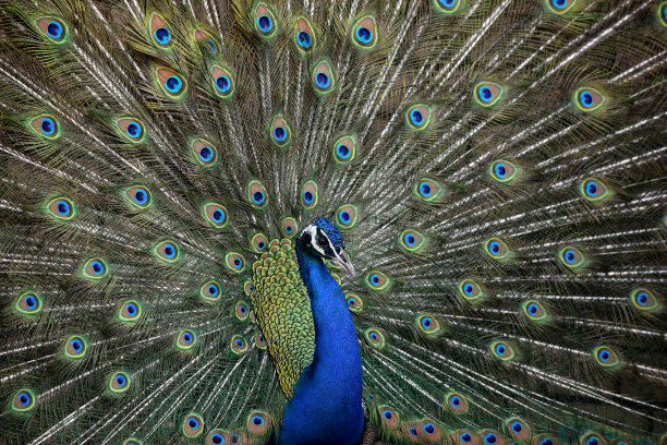 以孔雀为背景，让自己与众不同图片下载