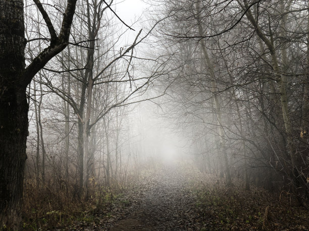 浓雾笼罩在公园光秃秃的树木之间的土路上，秋天的风景图片下载