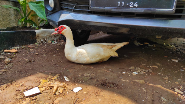 白色鸭子下的汽车股票照片图片下载