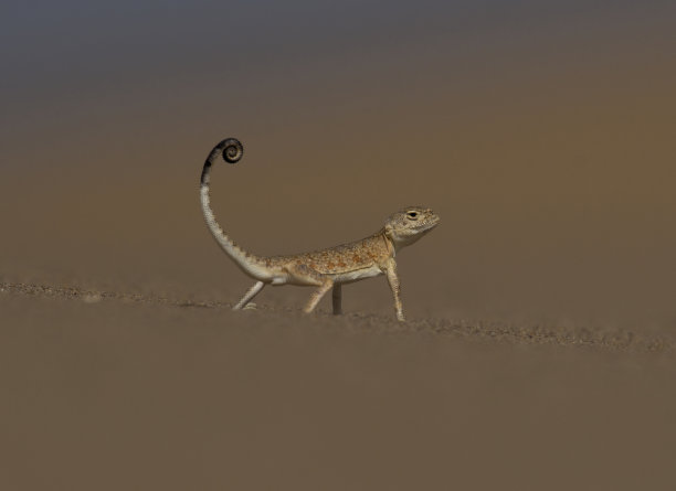 阿拉伯蟾头沙蜥图片下载