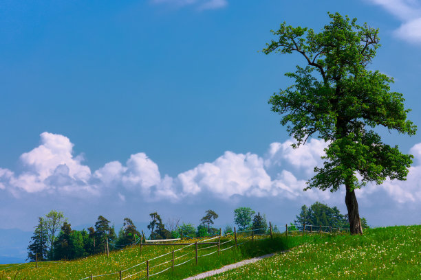 绿色的风景图片下载