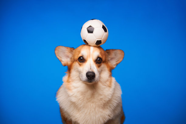 可爱的威尔士柯基彭布罗克犬在蓝色背景下玩足球。图片下载