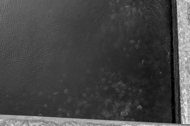 许多水母在码头附近游泳图片下载