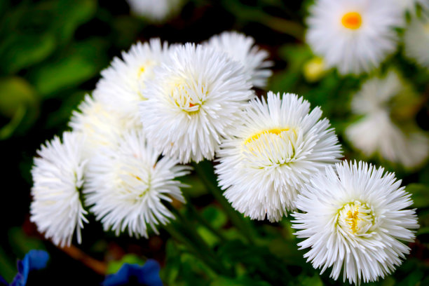 春天在公园里看白色的花朵。图片下载