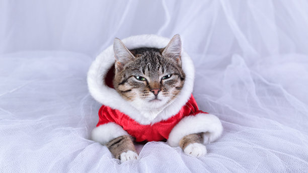 2023年新年贺卡快乐。圣诞老人的猫。穿着红色衣服的小猫坐在白色的背景上。穿着圣诞老人服装的猫在镜头前摆姿势。新年假期。虎斑。小猫和绿色的眼睛靠近图片下载