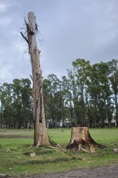 砍伐森林砍伐公园里的几棵桉树。照片的格式图片下载