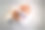 骑士查理士王猎犬坐下来，但抬头看着镜头。他高兴地微微张着嘴笑。图片下载