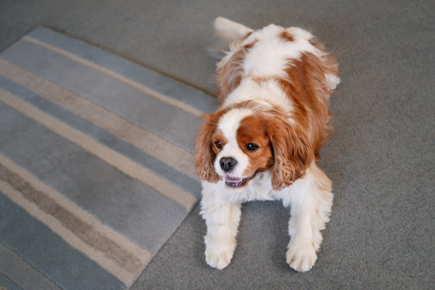 查尔斯国王的小猎犬躺在地毯旁。它的爪子在它的前面。图片下载