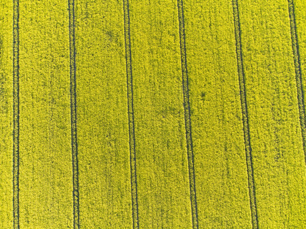 油菜籽。从无人机上看。图片下载