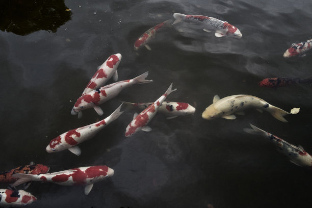 锦鲤鱼图片下载