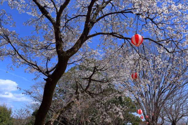 Hitsuzan公园的樱花和灯笼（高知县高知市）图片下载