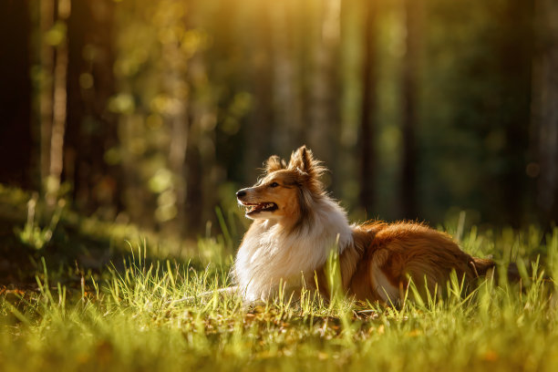 毛绒绒的貂皮色Sheltie狗在夏天的日落森林。图片下载