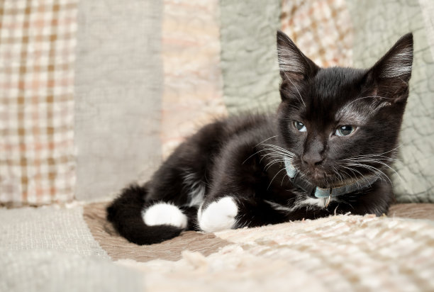 疲倦的黑猫躺在沙发上，盖着被子。图片下载