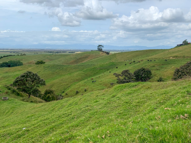 养牛场，新西兰图片下载