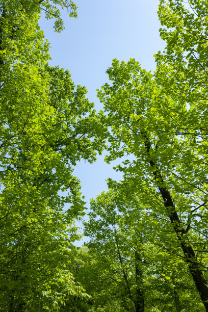 森林的天空图片下载