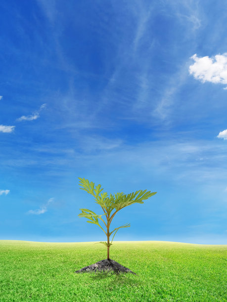 幼苗和鲜叶在地面区域输入文字图片下载